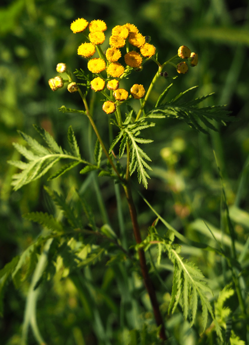 Gemeiner Rainfarn, Tanacetum vulgare